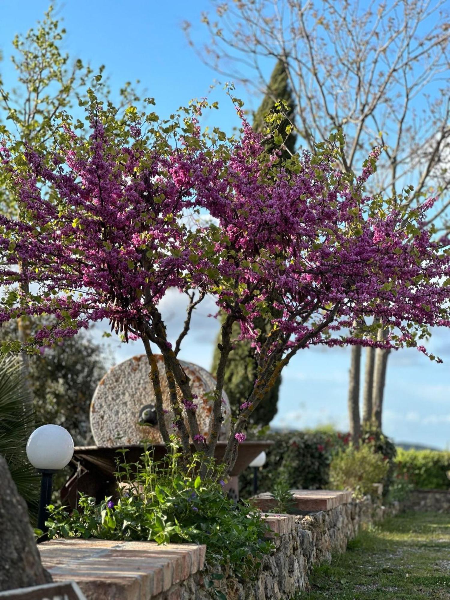 Antico Borgo Il Cardino Bed and Breakfast San Gimignano Eksteriør billede